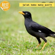 Burung Jalak Kebo Jalak Suren Jawa Murah Banyak Pilihan -Gratisongkir