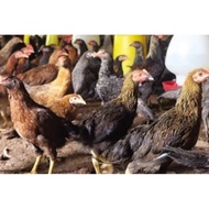 TELUR FERTIL AYAM KUB AYAM MULTIGUNA INDUKAN TERSELEKSI UNTUK DI TETASKAN