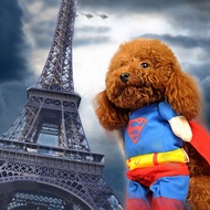 Dog Superman Clothes Teddy Transformation Clothes Pet Dog Clothes Autumn Winter Clothes Bichon Poodl