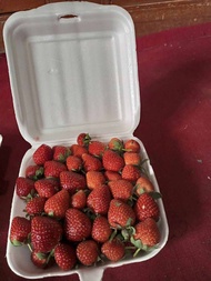 strawberry segar 1 kg jenis mencir mix strawberry