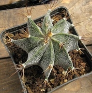 [ถูกที่สุด]แอสโตรไฟตั้ม ออนาตั้ม Astrophytum Ornatum  cactus succulent กระบองเพชร ไม้อวบน้ำ