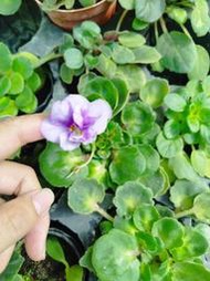 ((七號花園)) 葉孵區 苦苣苔 非洲菫 Saintpaulia 售葉片 一片10元 編號0029
