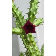 Huernia schneideriana red dragon ….