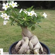 Terlaris Bibit Tanaman Adenium Bonggol Besar Bunga Putih Bahan Bonsai