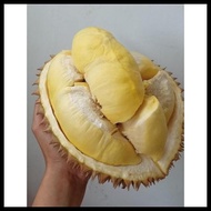 Durian Montong Palu Parigi Utuh&amp;Bulat Best Seller
