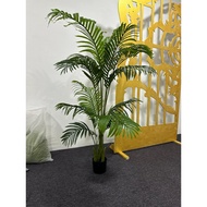🇲🇾Scattered Tails(Palm Tree) Premium Quality Pokok Palm Tree