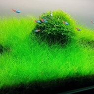 10GRAM++ Aquatic Plants Carpet Plant Seed Aquarium Plant Seed Water Grass