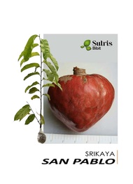 Bibit Tanaman Buah Srikaya San Pablo