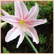 ▧ ◿ ♚ Amaryllis  Lirio  Bulb