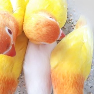 Jual Burung Lovebird Lovebirds Lb Love Bird Birds Lutino Mm Garansi