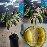 BENIH ANAK POKOK DURIAN D99 / KOP KECIL