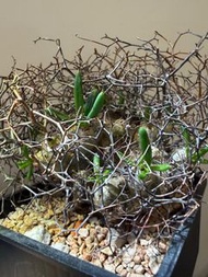 萬物想 鋼絲球 植物