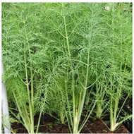 Seeds Biji Benih dill herbs seed