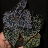 Begonia hybrid