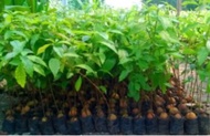 Bibit Alpukat Seedling Unggul