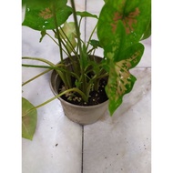 BUTTERFLY CALADIUM (READY STOCK)