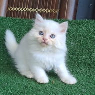Anak kucing anggora/kitten persia flatnose betina/kucing persia betina