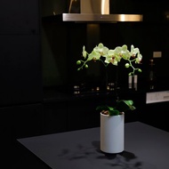 【蘭花盆栽】綠精靈蝴蝶蘭盆栽 開幕送禮 升遷送禮 年節花禮 喬遷