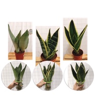 🔥Sansevieria Moonshine Plant🌿 Sansevieria Superba❤️Sansevieria Black Gold🌿 ♥️Live Snake plant 🌱House