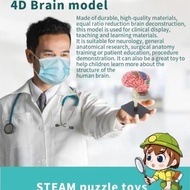 Human Body Anatomy Model Brain Anatomy Model Human Body Anatomy Teaching Aid