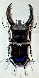 【天牛執事】【昆蟲標本】 犀牛叉角鍬形蟲 Hexarthrius rhinoceros chaudoiri 中小型個體區