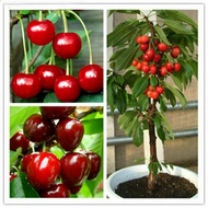 50pcs Cherry Tree Seeds Sweet Edible Juicy Fruit Tasty Bonsai Plants in Garden Home--Fruit seeds +