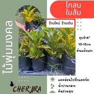 ต้นโกสนใบส้ม ถุงชำ4“ ขนาด 15-20 cm (สั่งขั้นต่ำ 5 ต้น)