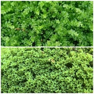 Plagionium moss,paludarium,terrarium, moss, vivarium