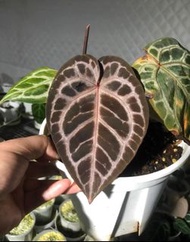 美國紅水晶花燭