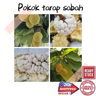 (GG real plant) pokok tarap sabah  cepat berbuah hybrid premium top quality kebun fruits sedap manis