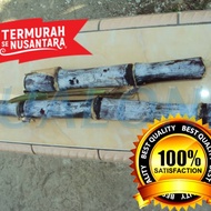 Black sugar cane, original ireng sugar cane