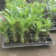 Desert Rose Seedling Potted Plant Four Seasons Blossoming Good Raising Living Room Flower Balcony Co