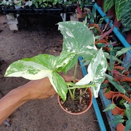 Syngonium Albo_By Saudagar Aroid