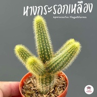 หางกระรอกเหลือง #กอ Aporocactus Flagelliformis กระบองเพชร ไม้อวบน้ำ Cactus&amp;Succulent