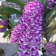 3ต้น ต่อชุด ต้นกล้วยไม้ช้างพลาย (Rhynchostylis gigantea) ต้นเพาะ ในกระถาง 2 นิ้ว