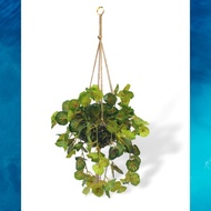 Plant Hanging Begonia Bush Aplant555