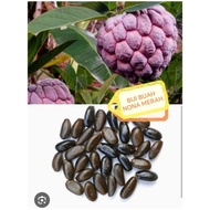 BIJI BUAH NONA MERAH 15 PCS