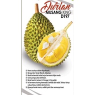 Anak Pokok Durian musang king