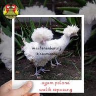 ayam poland walik sepasang anak rawatan special mewah