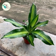 90s Greenovation live plant Dracaena Fragrans Iron Plant 铁树 P150