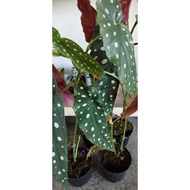 RARE Angel Wing Begonia