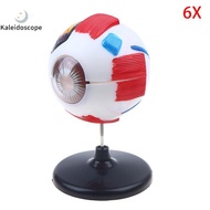 Kaleidoscope Eyeball Anatomy Model For Eye Diseases Study, 6X Human Eye Anatomy Model Eye Anatomy Mo