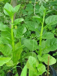 green Malabar spinach seed (Basella alba)