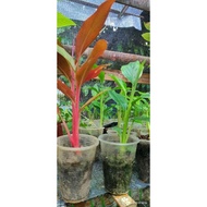 set kombo anak pokok kantan merah/putih/pink/tuhau 2cup in 1