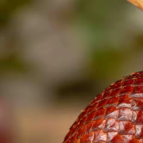 T-Motor F2004 2004 1700KV 6S / 3000KV 4-5S Brushless Motor Long Range 1.5mm Shaft for 3-5 Inch Drone