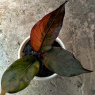 anthurium black pink ( serat jemani ) ori split bonggol