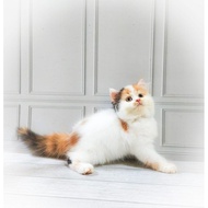 Terbaru Kucing Persia Kitten/Munchkin/Peaknose Ready Ya Kak