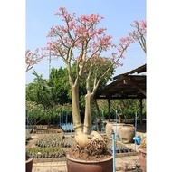 TERMURAH BIBIT BENIH SEED BLACK SOMALENSE ADENIUM ARABICUM CANTIK UNIK