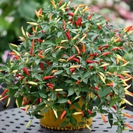 Isi 100 Benih Biji - Benih cabe rawit setan hibrida F1 tanaman sayur cabe hias cabe unik. - Bibit Sa