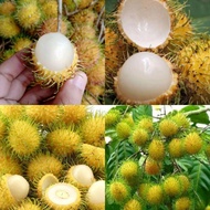 ANAK POKOK RAMBUTAN GADING HYBRID